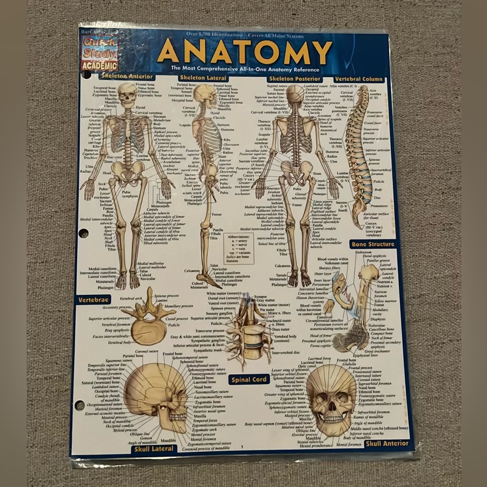 Anatomy Study Guide